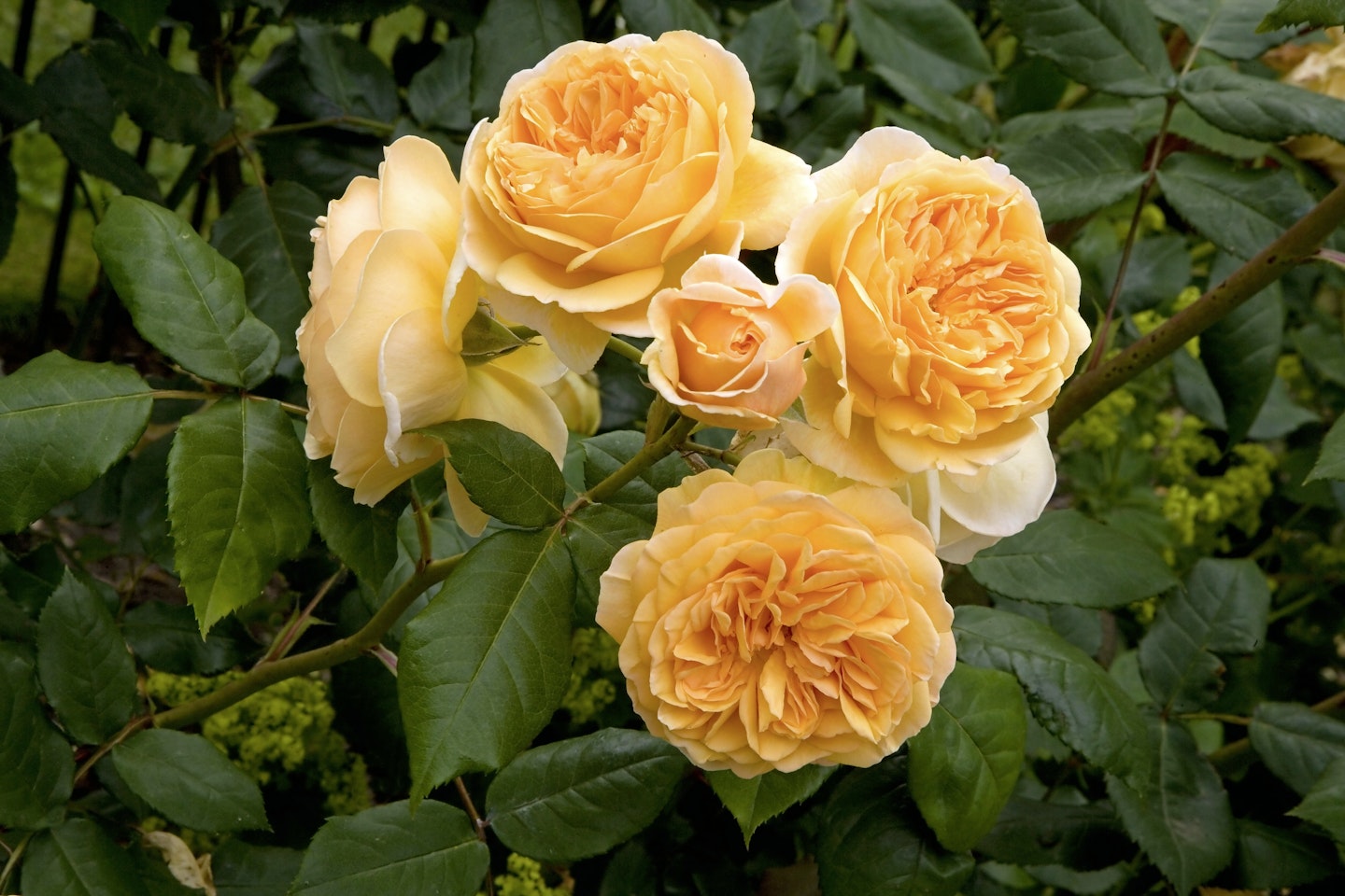 Best Roses For Pots channel_name